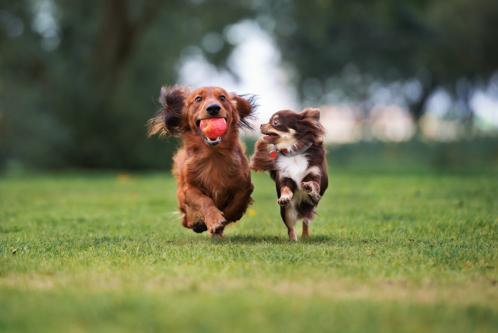Two dogs running and playing through the grass with one dog looking at another with an apple in its mouth.