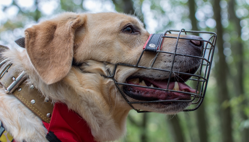 A dog with a muzzle on while it's outside and panting.