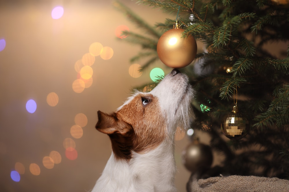 A dog that someone needs to do a better job of keeping away from the Christmas tree, especially the ornament it's touching with its nose.