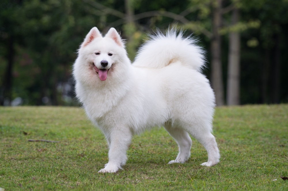 A Samoyed standing on some grass.