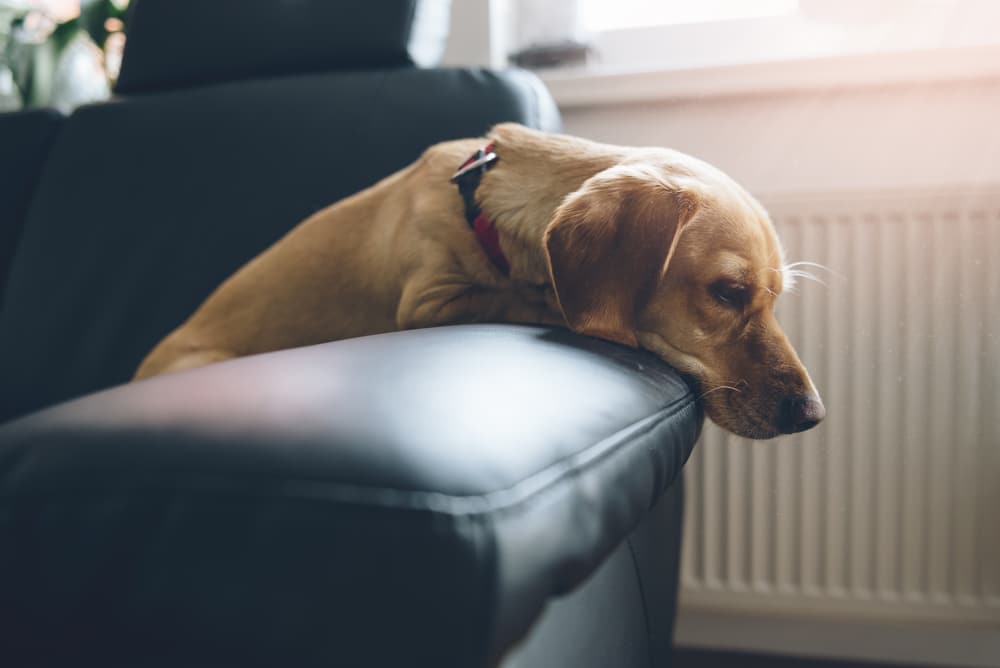 A dog laying its head over the side of an arm cushion.