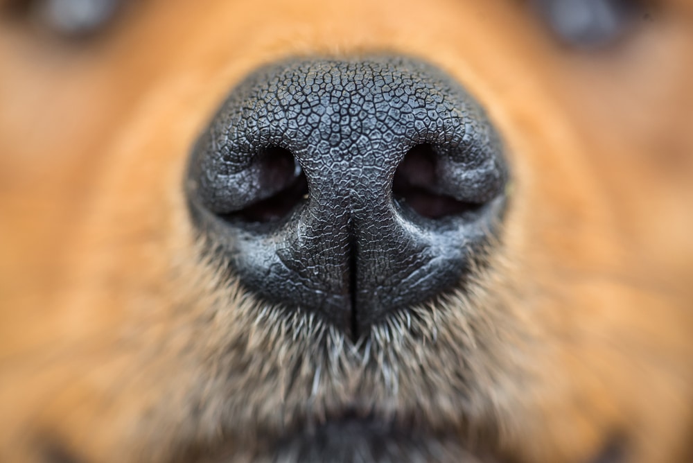 A closeup of a dog's nose.