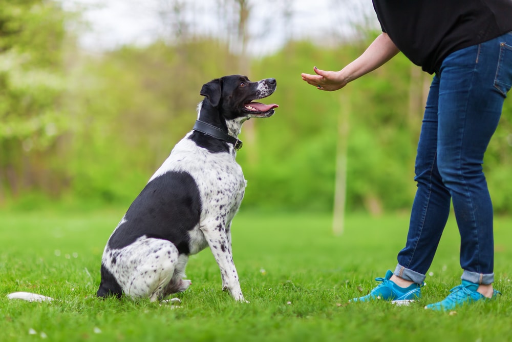 A dog sitting while its owner puts their hand out as part of some training.