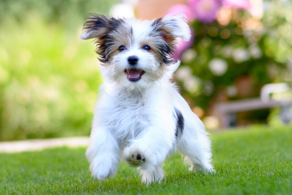 A happy dog running through some grass.