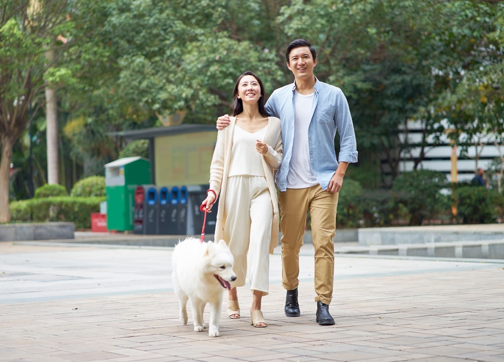 A Samoyed out walking in a public space with its family.