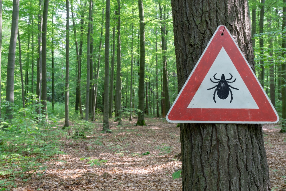 A forest with a tree with a tick warning sign on it.
