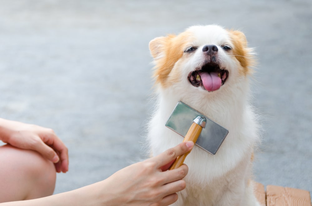 A dog getting brushed by its owner while it sits down.