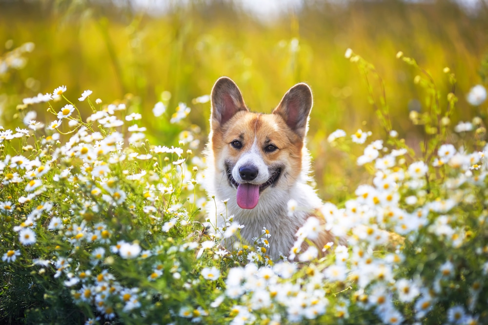 A dog sitting in some daisies on a sunny day.