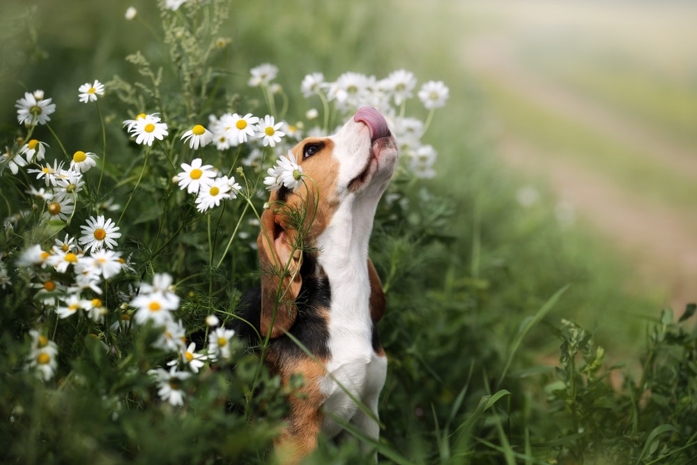 A dog licking its face while sitting in some daisies.