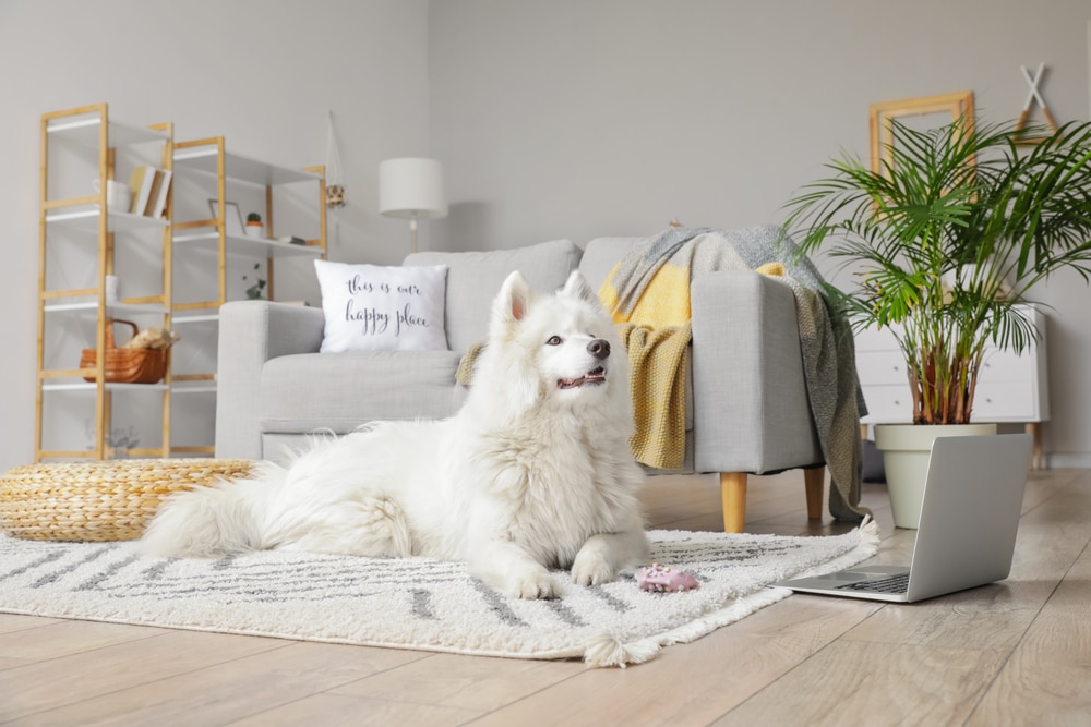A Samoyed laying on a carpet in the living room.