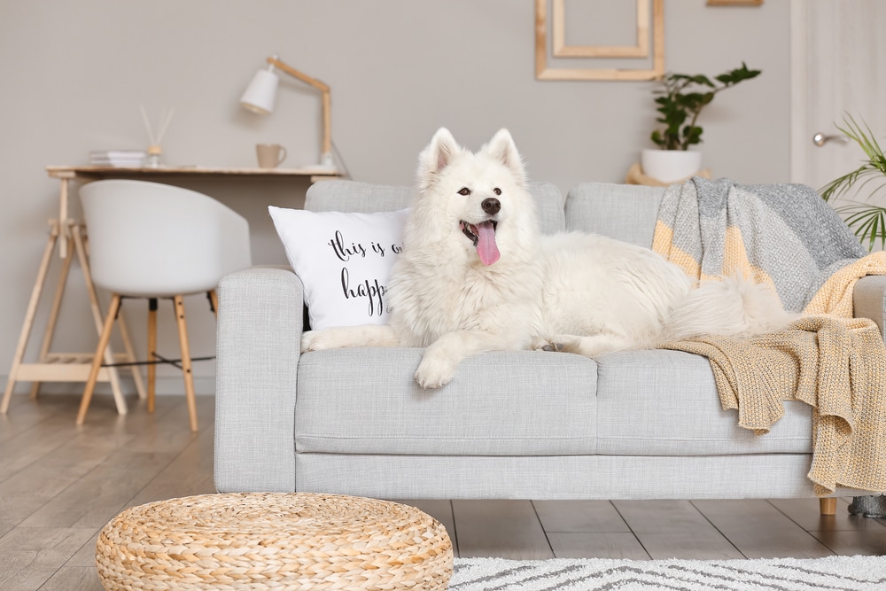 A Samoyed laying on its couch at home.
