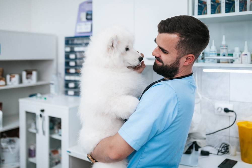 A veterinarian holding a Samoyed in his arms in his vet's office.