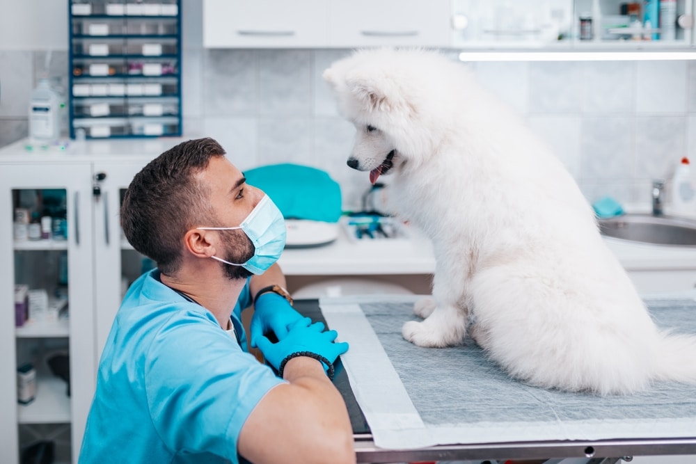 A Samoyed sitting on a vet's table while the vet crouches down and looks up at them.