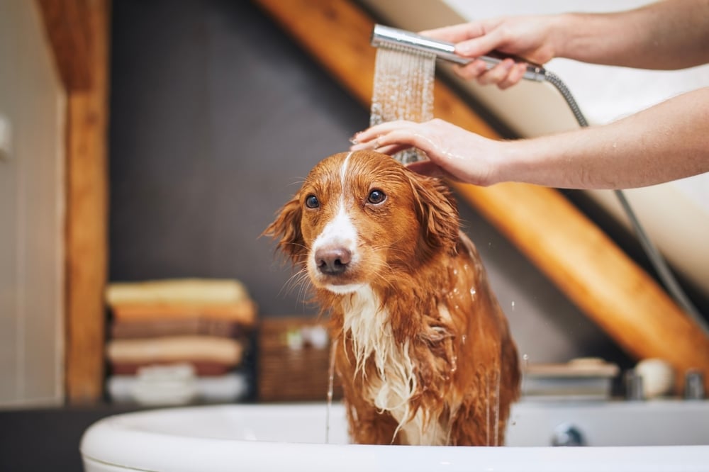 A dog in a bathtub getting a rinse from their owner.