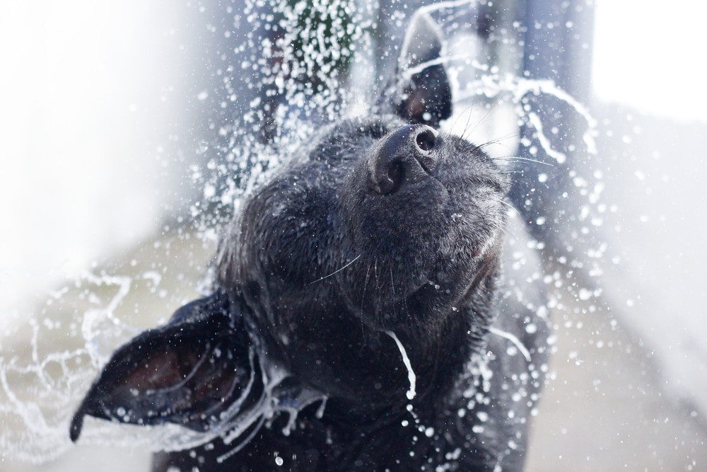 A dog shaking water off its body.