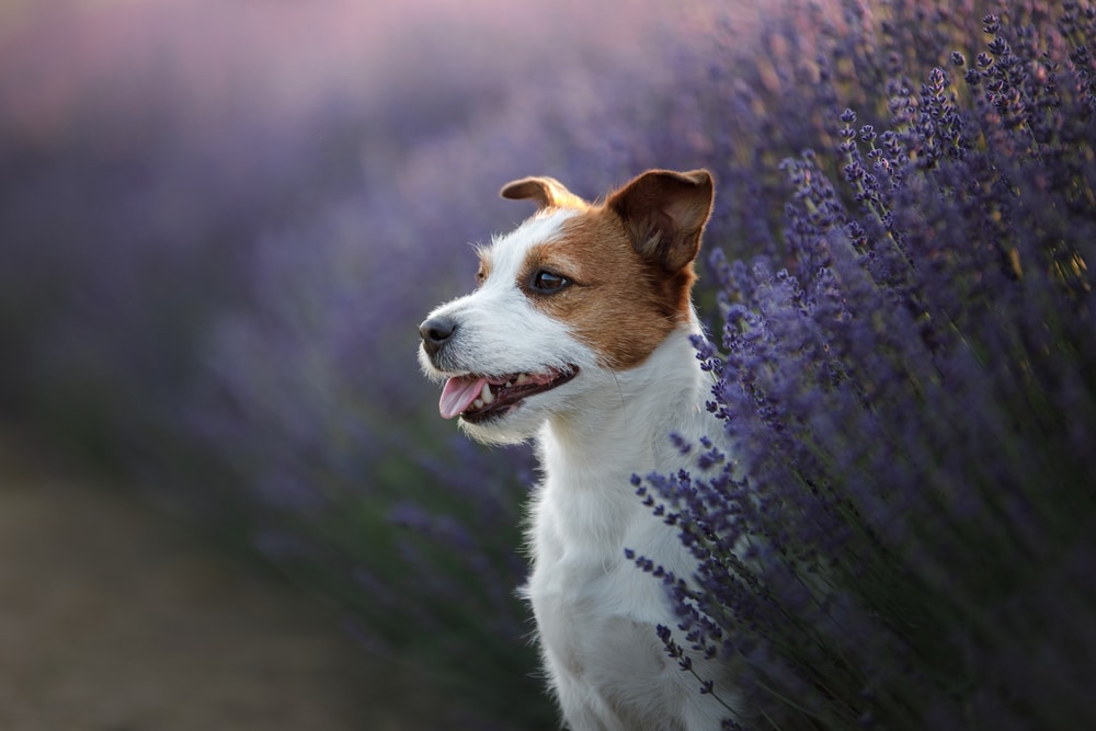 A dog standing in some lavender.