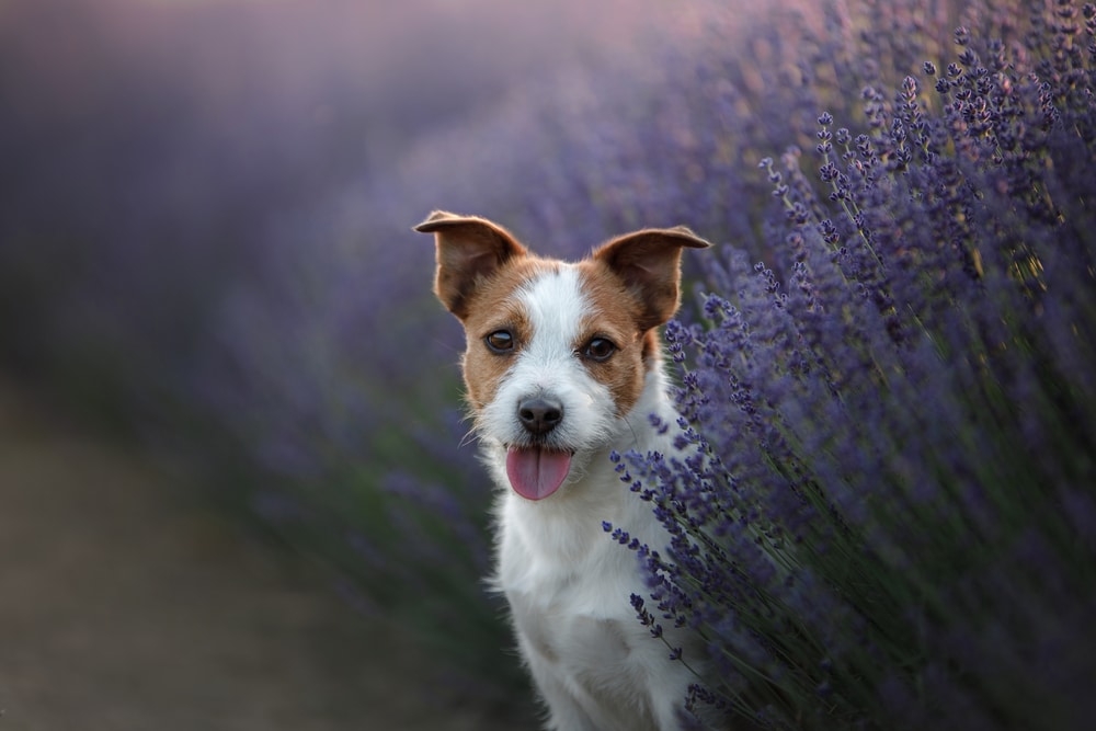 A dog standing in some lavender and looking at the camera.
