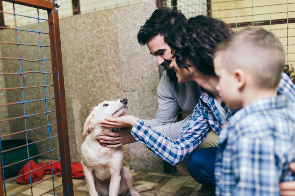 A family petting a dog at an adoption shelter.
