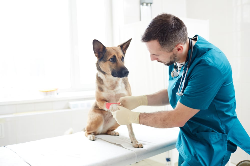 A vet inspecting a dog's bandage.