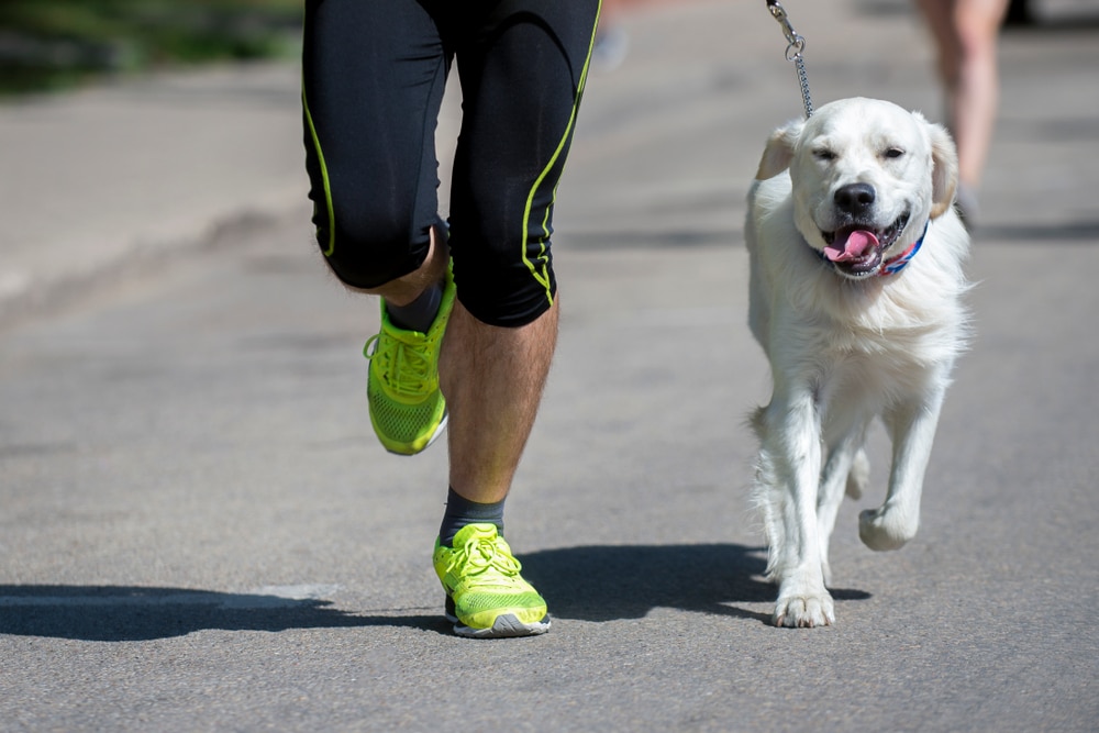 A dog running alongside its owner.