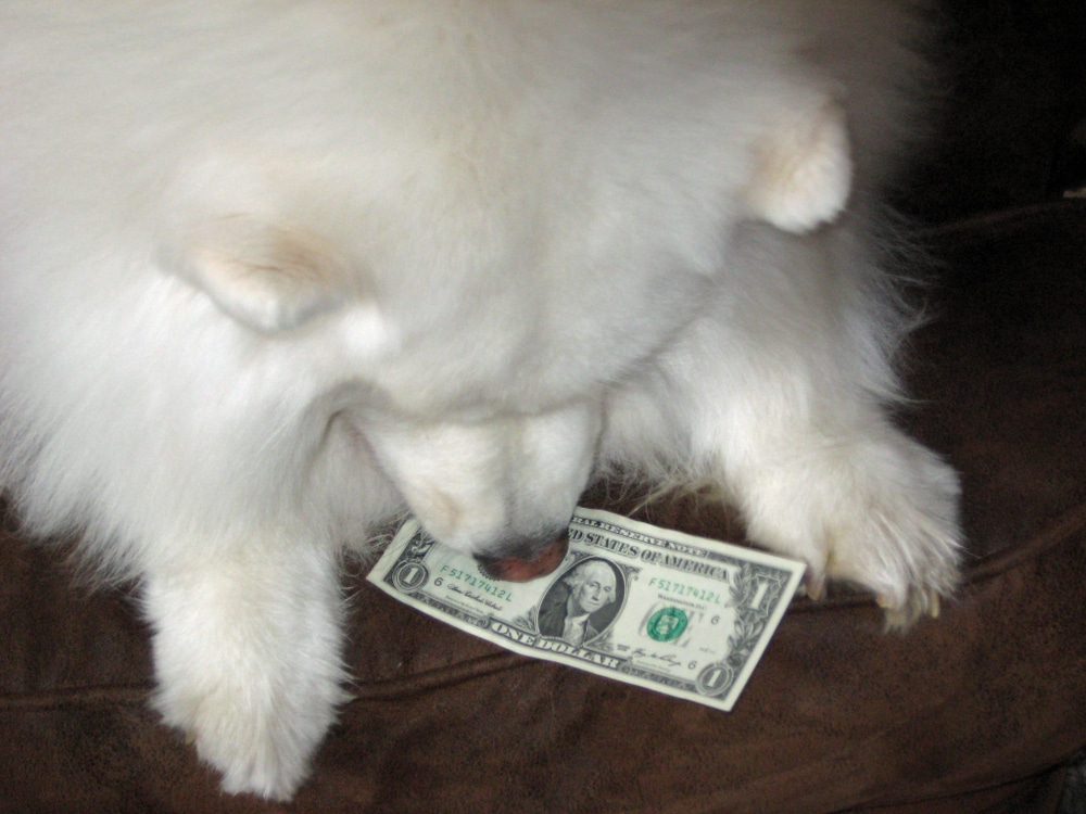 A Samoyed looking down at a dollar bill.