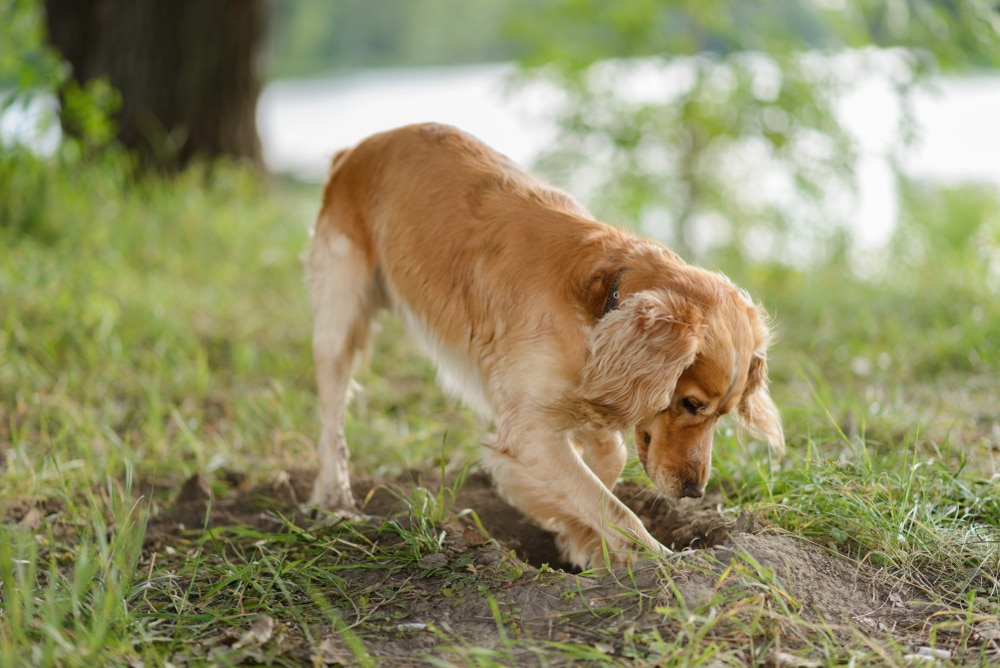 A dog digging in the dirt and grass.