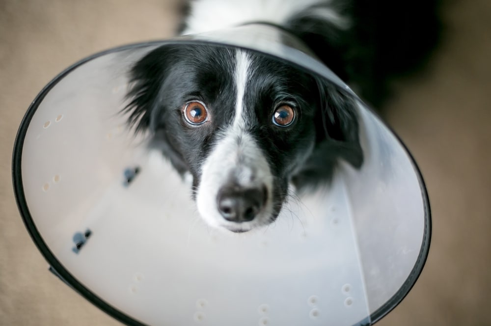 A dog staring at the camera with a dog cone on.