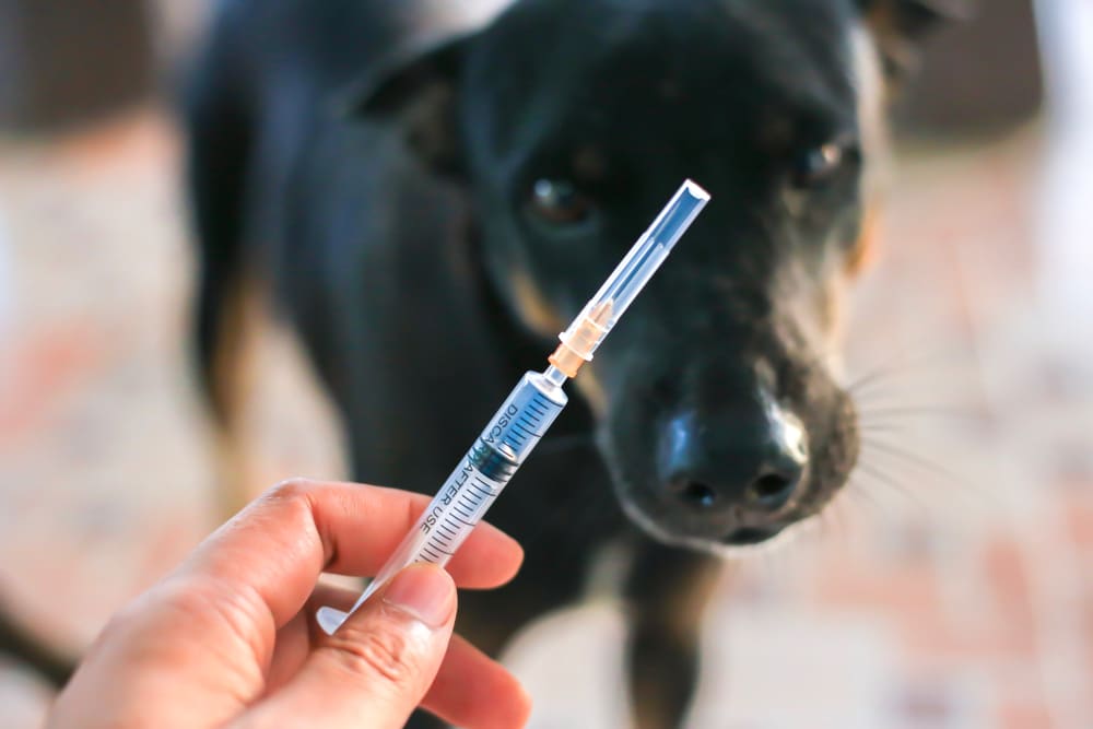 A closeup of a rabies vaccine with a dog in the background.
