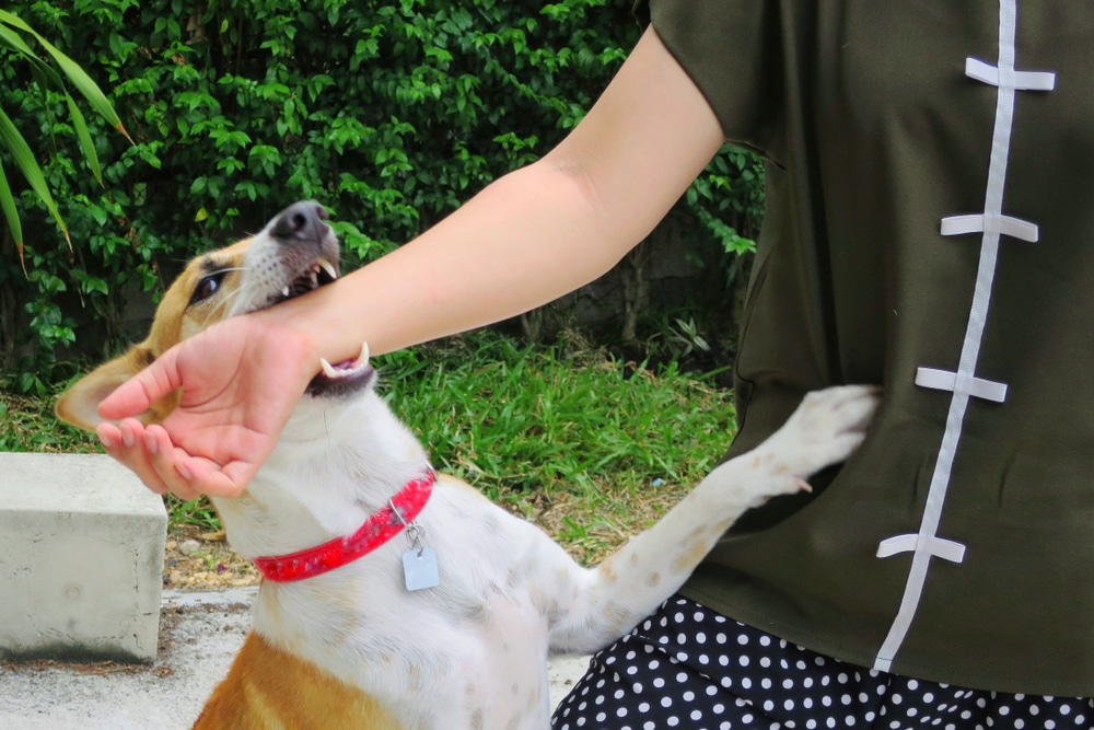 A dog biting its owner's arm.