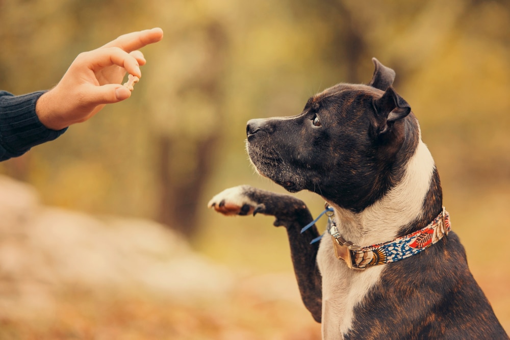A dog raising its paw for a treat.