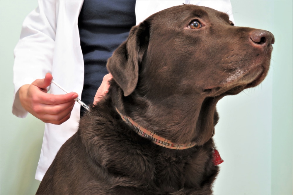 A diabetic dog getting an injection from the vet.