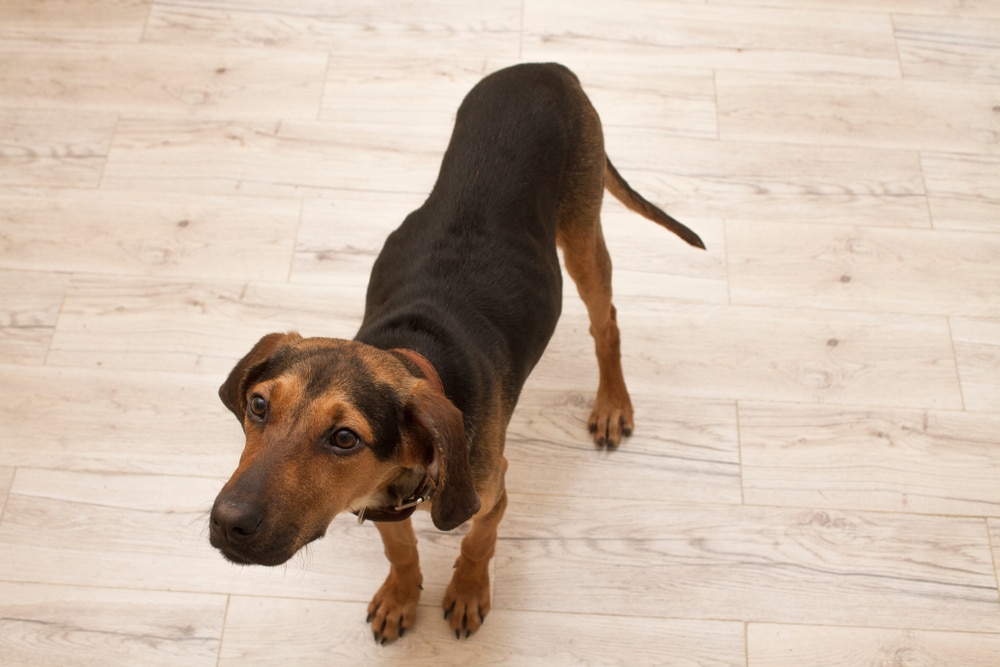 An underweight dog standing on a floor.