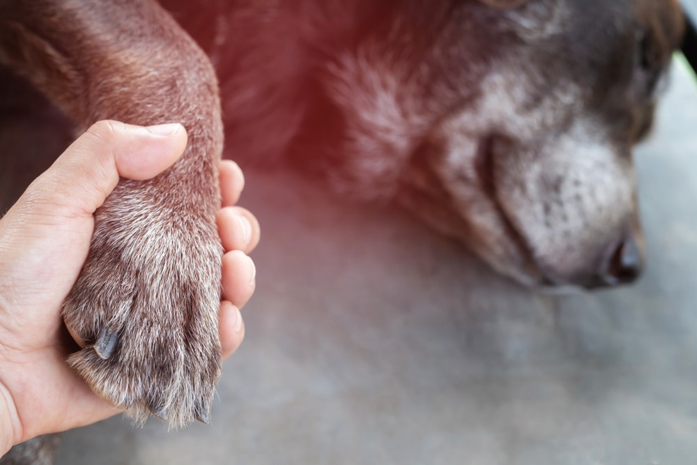 A closeup of an owner holding their dog's paw.