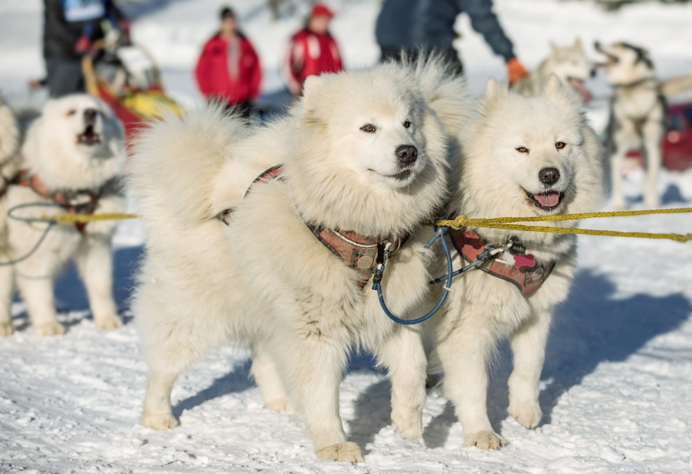 Some Samoyeds hooked into a sled.