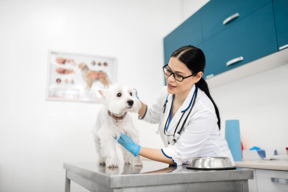 A vet doing a checkup on a dog.