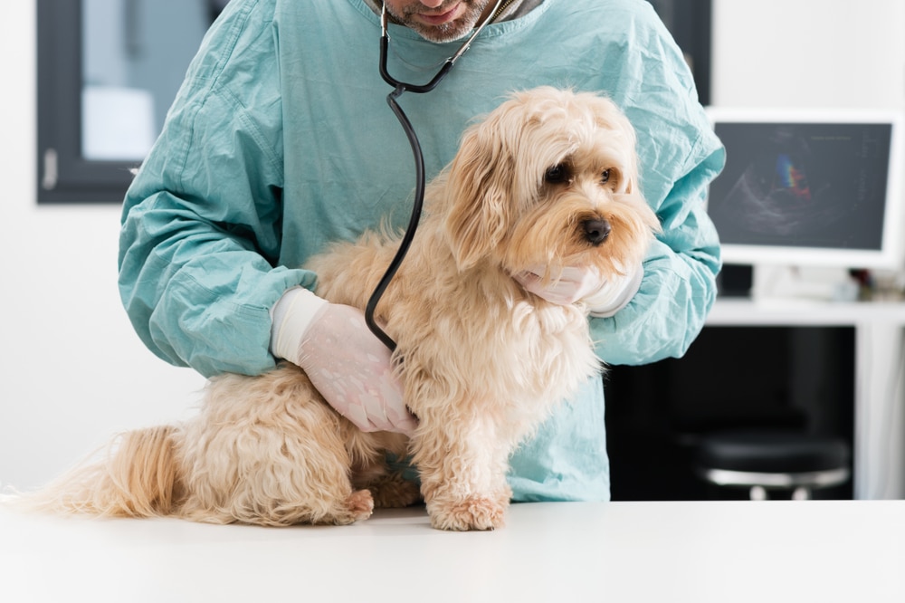 A vet performing a checkup on a dog.