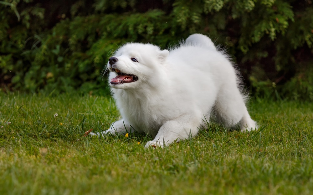 A Samoyed in the grass, ready to play.