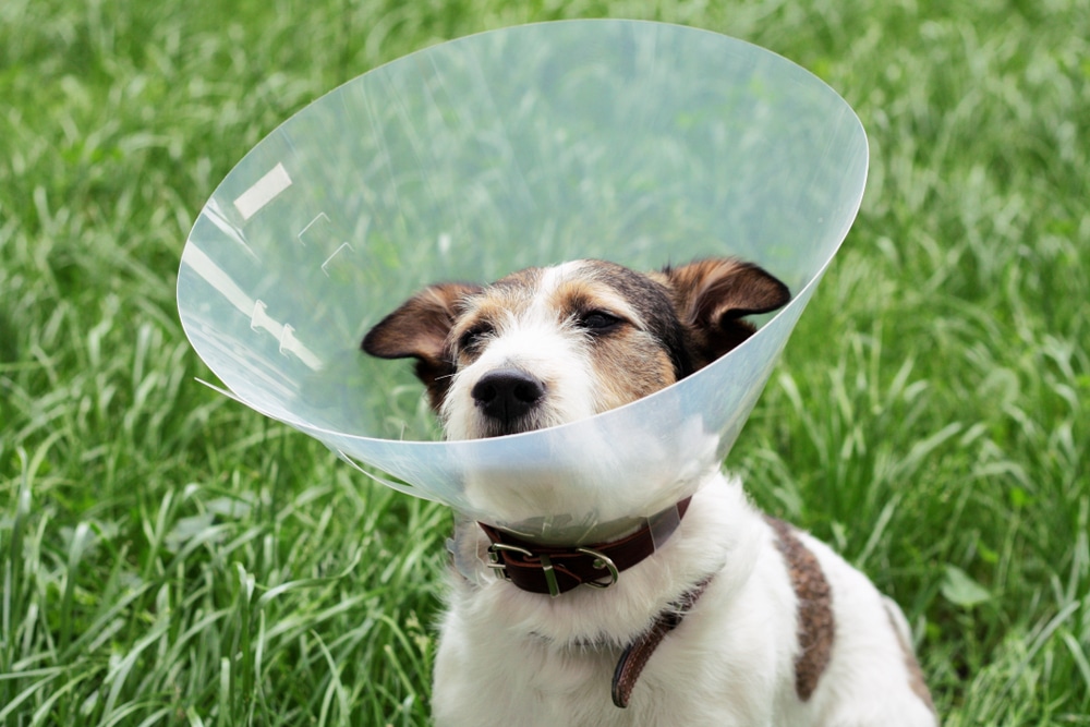 A dog outside with a cone on.