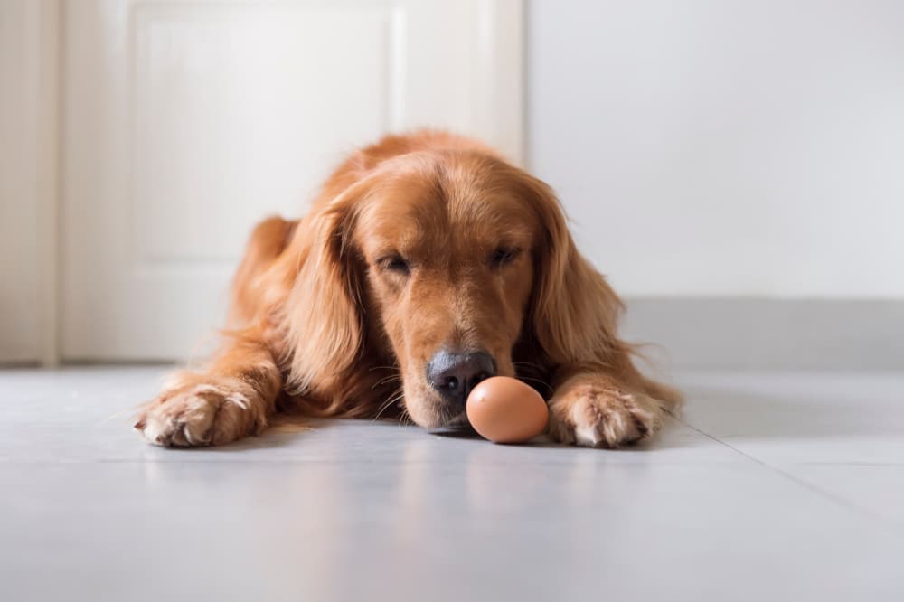 A dog laying down on a kitchen floor, sniffing an egg.