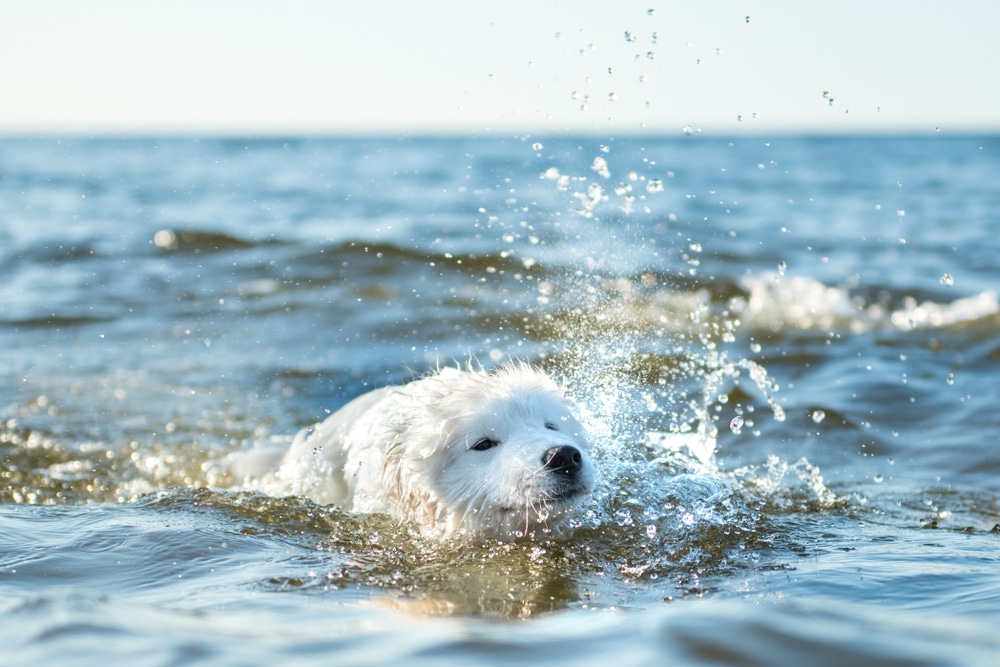 A Samoyed swimming.