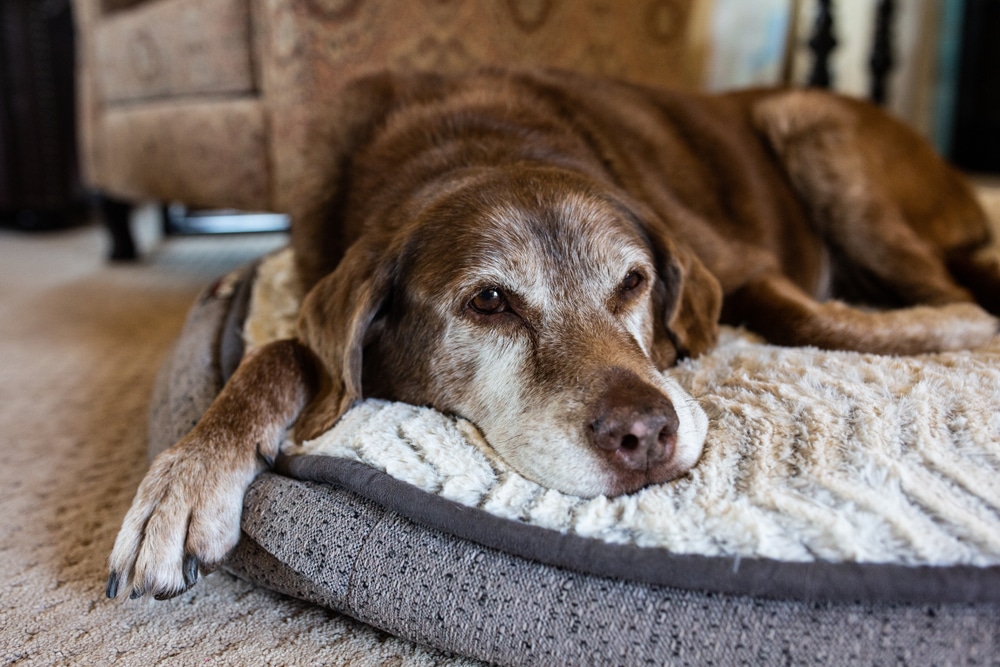 An older dog laying down.