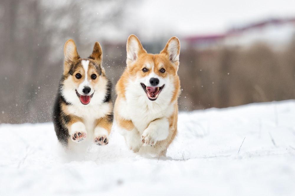 Two dogs running through the snow.
