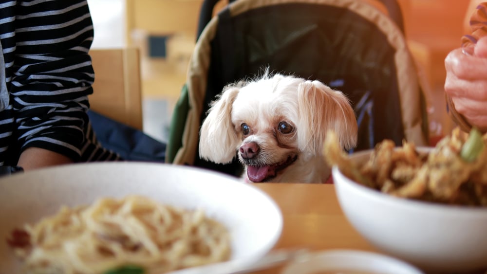 A dog sitting at a table with some people with bowls on food on the table.