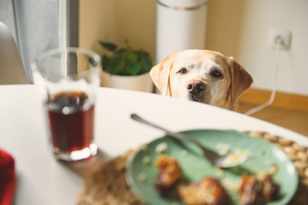 A dog looking up over the edge of a table at some food.