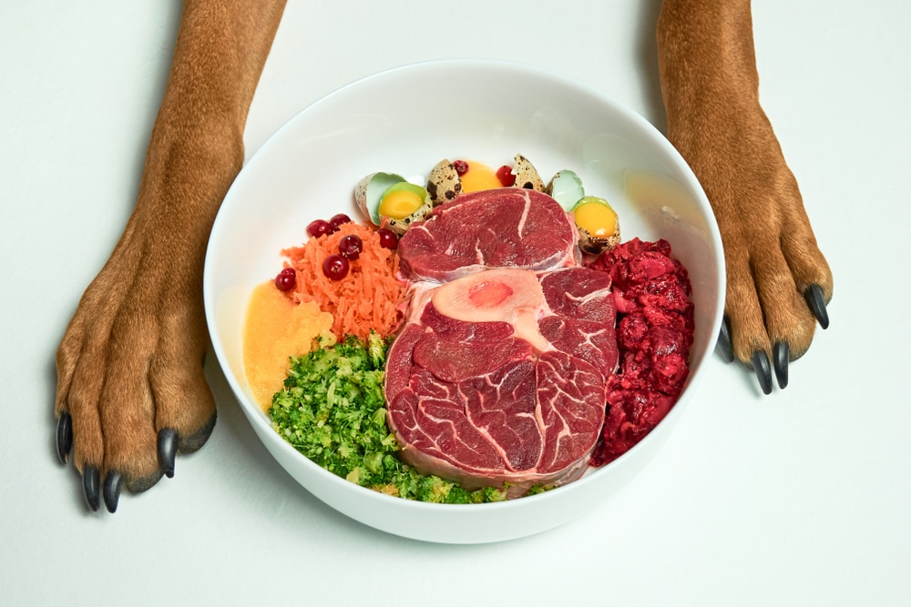 A dogs paws touching the sides of a bowl of food.