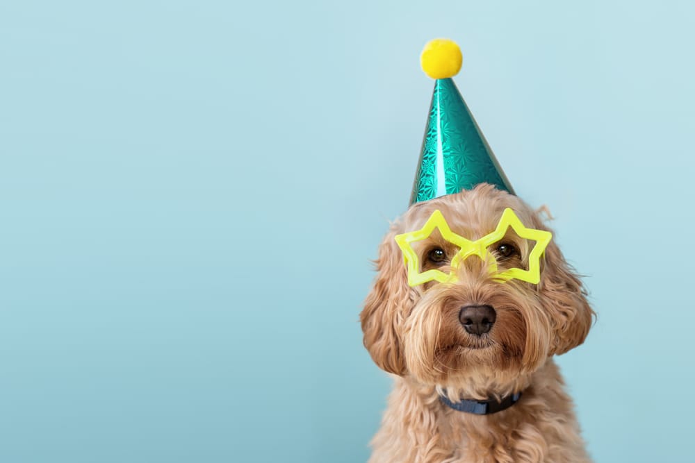 A dog with a birthday party hat and glasses on.