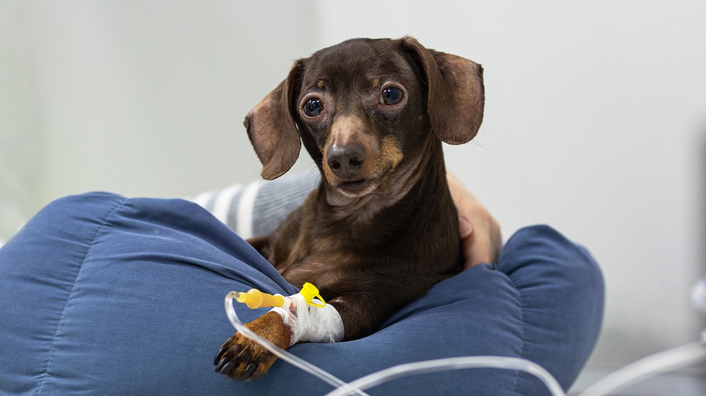 A dog laying down with an IV in its arm.