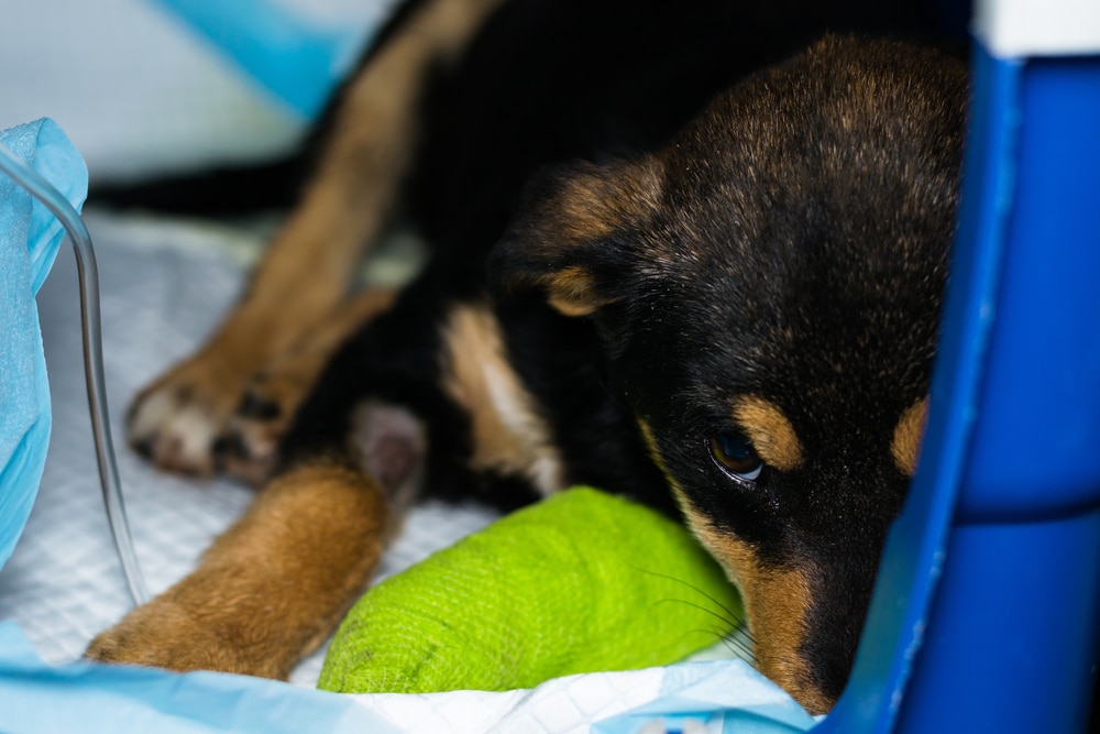 A dog laying down while getting some medical treatment.