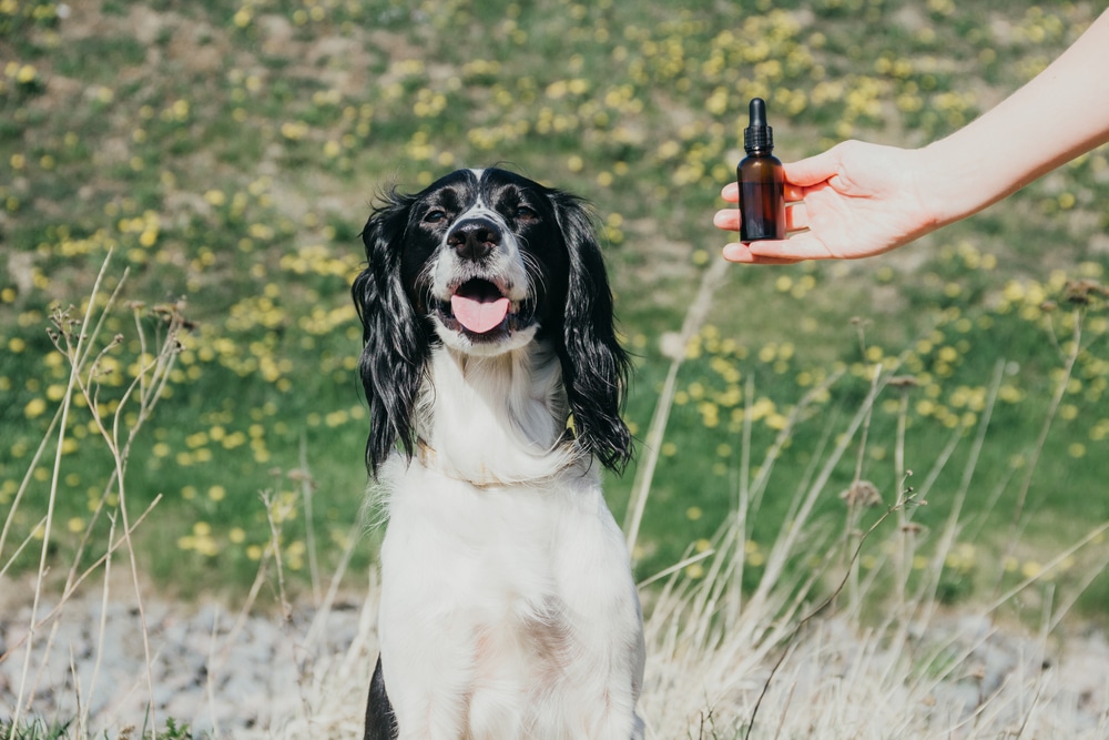 A dog sitting outside while their owner holds a small bottle of essential oils.