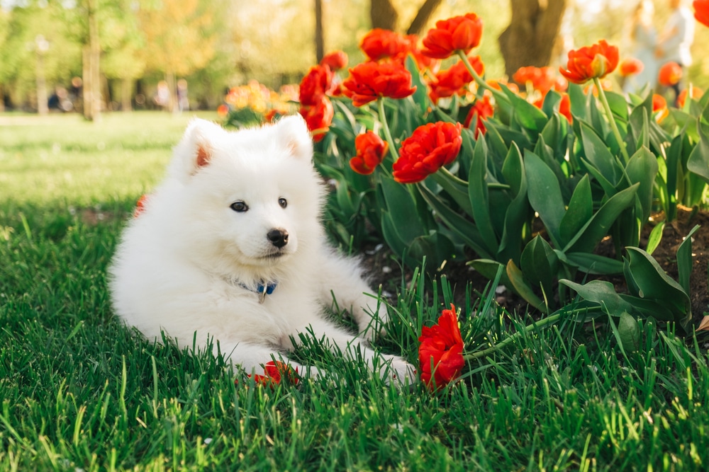 A Samoyed laying in the grass by some flowers.